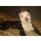 Amerikanischer Staffordshire-Terrier Welpen - Rüde