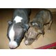 Amerikanischer Staffordshire-Terrier Welpen - Rüde