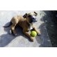 Amerikanischer Staffordshire-Terrier Welpen - Rüde