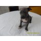 Amerikanischer Staffordshire-Terrier Welpen - Rüde