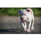 Amerikanischer Staffordshire-Terrier Welpen - Rüde