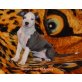 Amerikanischer Staffordshire-Terrier Welpen - Rüde