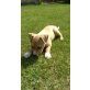 Amerikanischer Staffordshire-Terrier Welpen - Rüde