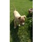 Amerikanischer Staffordshire-Terrier Welpen - Rüde