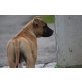 Amerikanischer Staffordshire-Terrier Welpen - Rüde