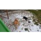 Amerikanischer Staffordshire-Terrier Welpen - Rüde