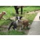 Amerikanischer Staffordshire-Terrier Welpen - Rüde