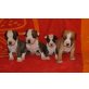 Amerikanischer Staffordshire-Terrier Welpen - Rüde
