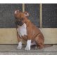 Amerikanischer Staffordshire-Terrier Welpen - Rüde