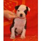 Amerikanischer Staffordshire-Terrier Welpen - Rüde