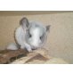 Amicelli,Bijou und Campino, Langschwanzchinchilla