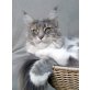 Amidala, Maine Coon - Katze