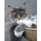 Amidala, Maine Coon - Katze