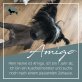 Amigo, Chinesischer Schopfhund Hairless-Schlag - Rüde