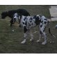 Amigo, Deutsche Dogge - Rüde