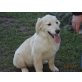 Amigo, Golden Retriever Welpen - Rüde