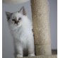 Amigo, Heilige Birma - Kater