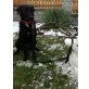Amigo, Labradormischling - Rüde