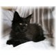 Amigo, Maine Coon - Kater