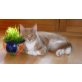 Amigo, Maine Coon - Kater