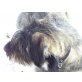 Amigo, Riesenschnauzer - Rüde