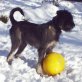 Amigo, Riesenschnauzer - Rüde
