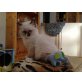Amigo und Aslan , Ragdoll - Kater
