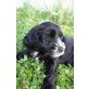 Amika, Cockerspaniel  Welpen - Hündin
