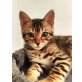 Amina , Awino , Afino ,Ac, Bengalkatze - Kater