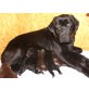 Amina, Labrador Retriever Welpen - Hündin