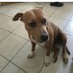 Amira, Amerikanischer Staffordshire-Terrier - Hündin