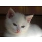 Amira, Ich suche ein zuhause - Katze