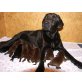 Amira, Labrador Retriever Welpen - Hündin