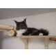 Amira, Maine Coon - Katze