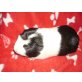 Amira u.Angie, Cuy Riesenmeerschweinchen - weiblich