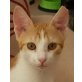 Amira, verschmuste Zuckerpuppe sucht Zuhause - Katze