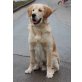 Amiro, Golden Retriever - Rüde