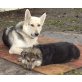 Amon, Schäferhund x Kaukase Welpen - Rüde
