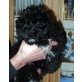 Amor, Alex, Labrador Puli Welpen - Rüde