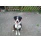 Amor, Appenzeller Sennenhund - Rüde