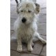 Amor, Jack Russell / Dackel - Rüde