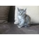 Amor, Maine Coon - Kater