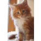 Amor, Maine Coon - Kater