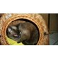 Amor, Siamesen - Kater