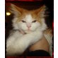 Amora, Maine Coon - Katze