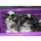 Amos,Aron,Aika, Shih Tzu Welpen - Rüde