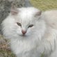 Amos, wunderschöner - Kater