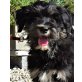 Ampo, Tibet-Terrier - Rüde