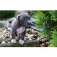 Amstaff Welpen zu verkaufen, Amerikanischer Staffordshire-Terrier Welpen - Hündin