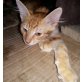 Amu, Pflegestelle in Plankstadt - Katze
